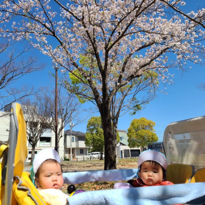 桜咲く🌸