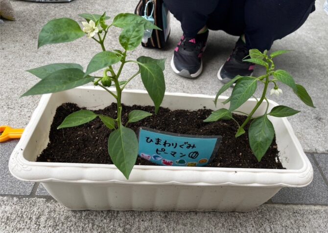 小麦粉粘土と夏野菜🫑