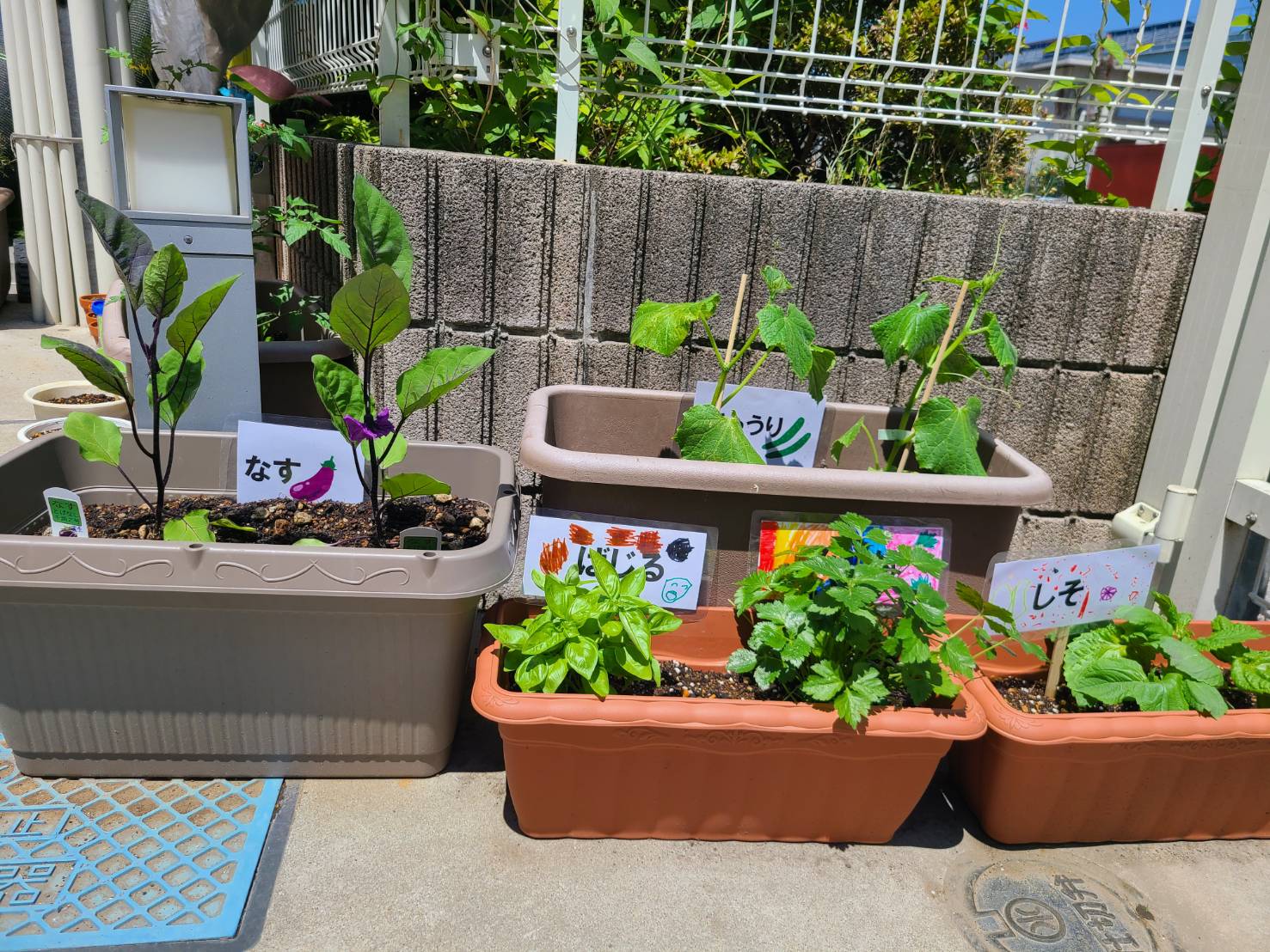 野菜を植えました！大きくなぁれ！！