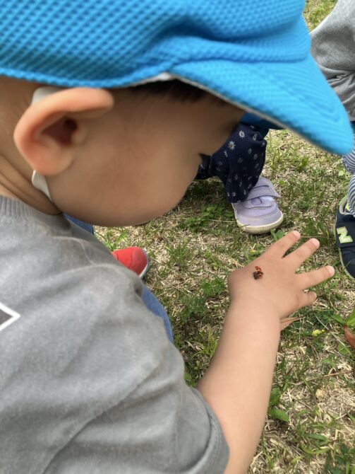 てんとう虫🐞を見つけたよ～