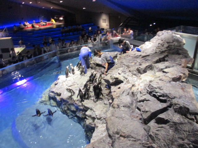 すみだ水族館に行ってきました🐧